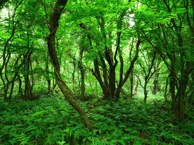 Jeju Gotjawal Provincial Park