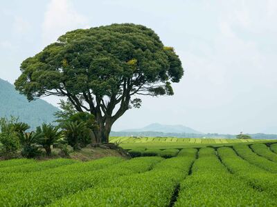 Osulloc Tea Museum