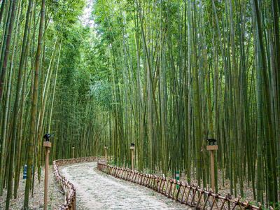 Sipri Bamboo Forest