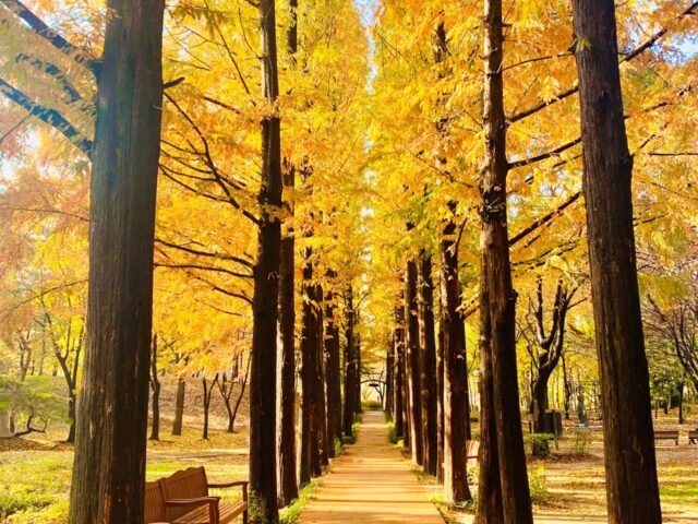 Yangjae Citizen Forest