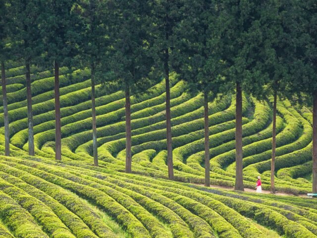 Boseong Green Tea Fields