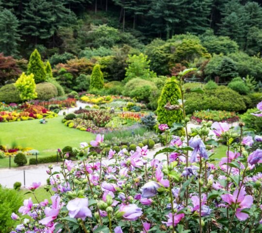 Garden of Morning Calm Garden of Morning Calm