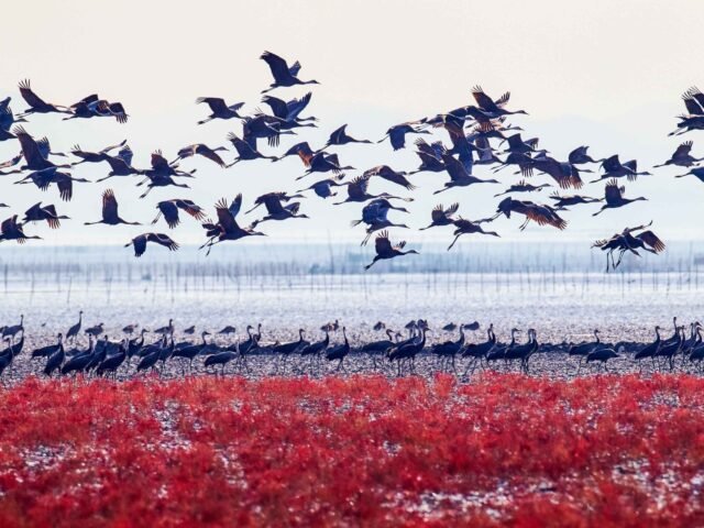 Suncheon Bay Nature Reserve