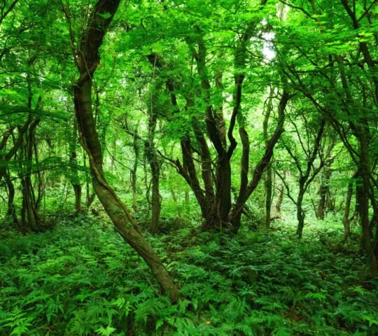 Daejeong Gotjawal Provincial Park