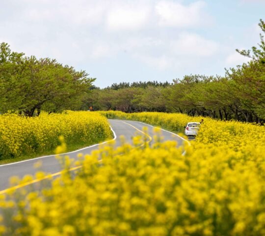 Noksan-ro Canola Flower Road Noksan-ro Canola Flower Road