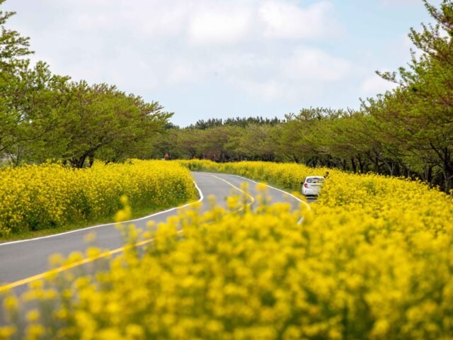 Noksan-ro Canola Flower Road Noksan-ro Canola Flower Road