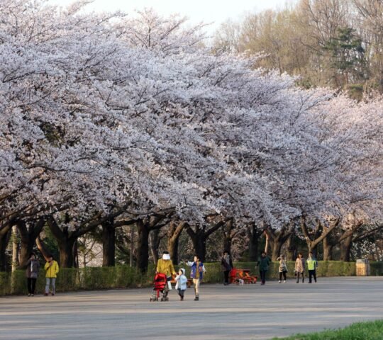 Seoul Grand Park Seoul Grand Park